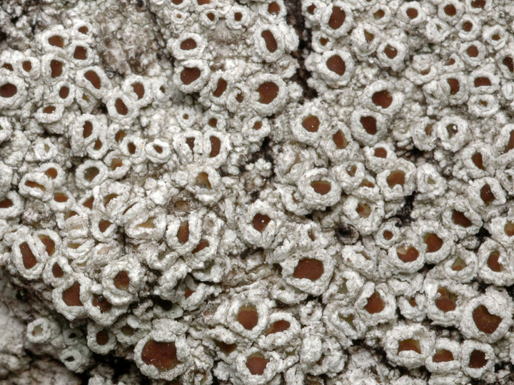 Lecanora intumescens