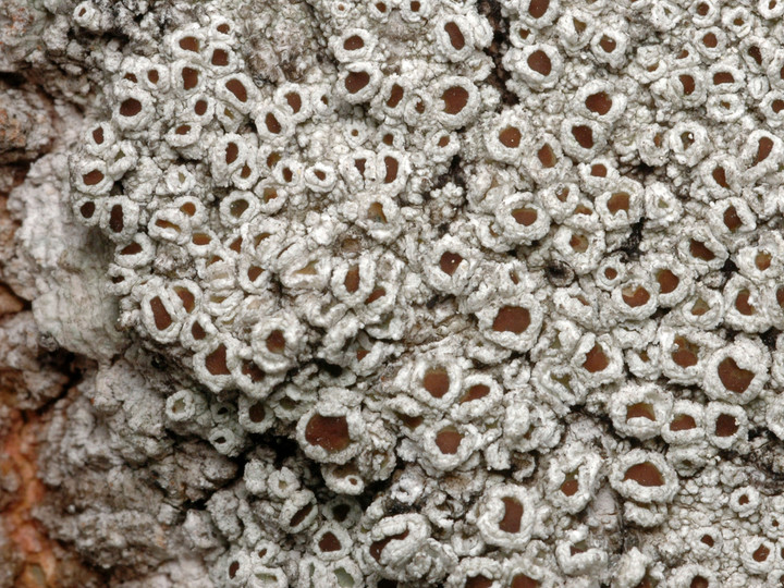 Lecanora intumescens