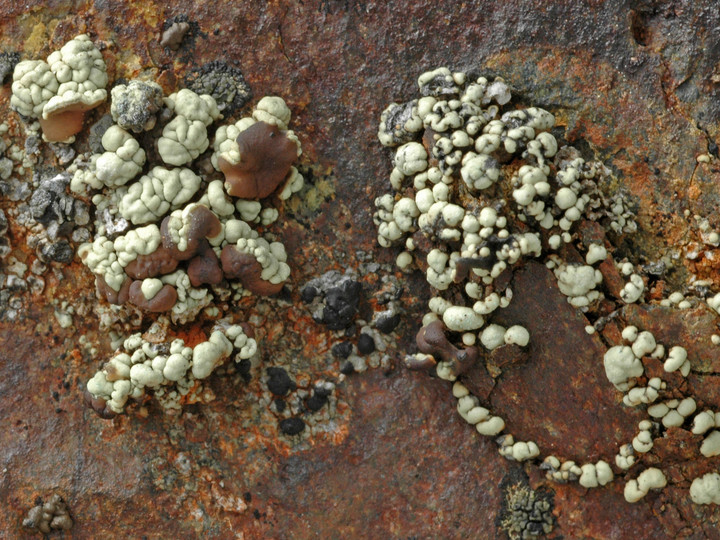 Lecanora frustulosa