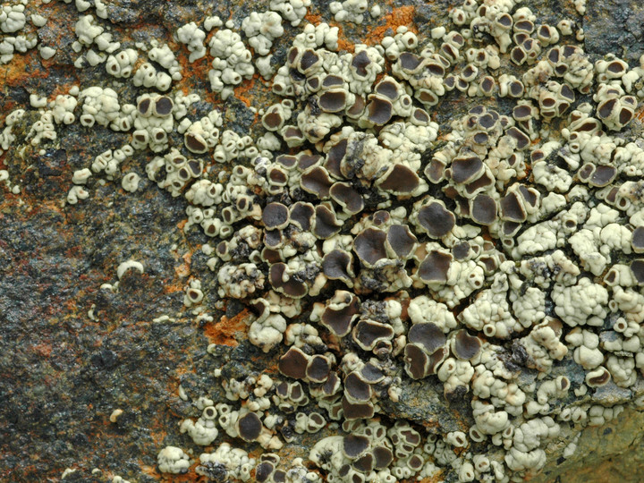 Lecanora frustulosa