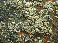 Lecanora frustulosa