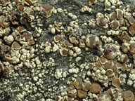 Lecanora frustulosa