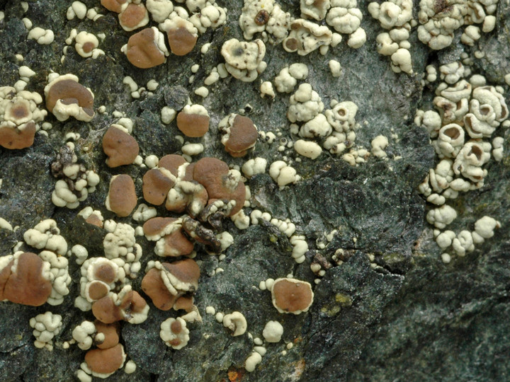 Lecanora frustulosa