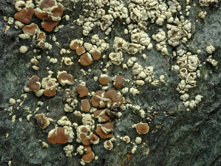 Lecanora frustulosa