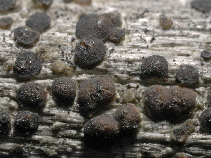 Lecanora aitema