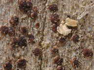 Lecanora hypoptella