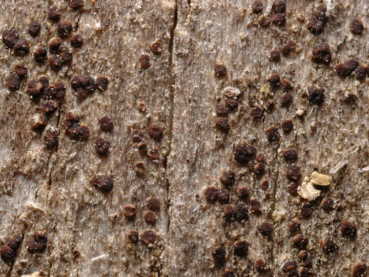 Lecanora hypoptella