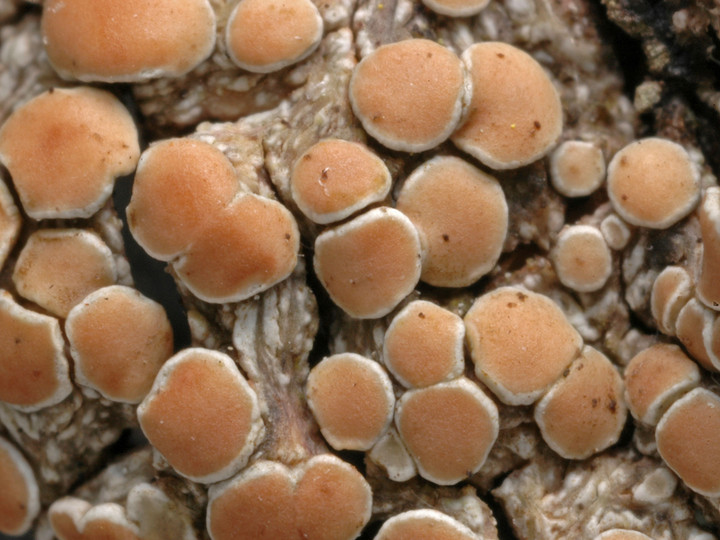 Lecanora chlarotera