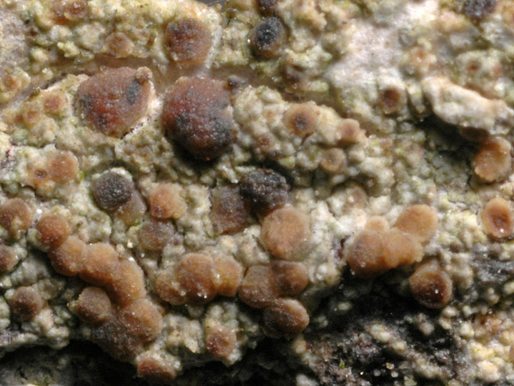 Lecanora hypoptella