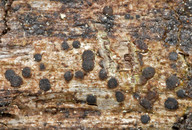 Lecidea hypopta