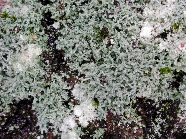 Leprocaulon microscopicum