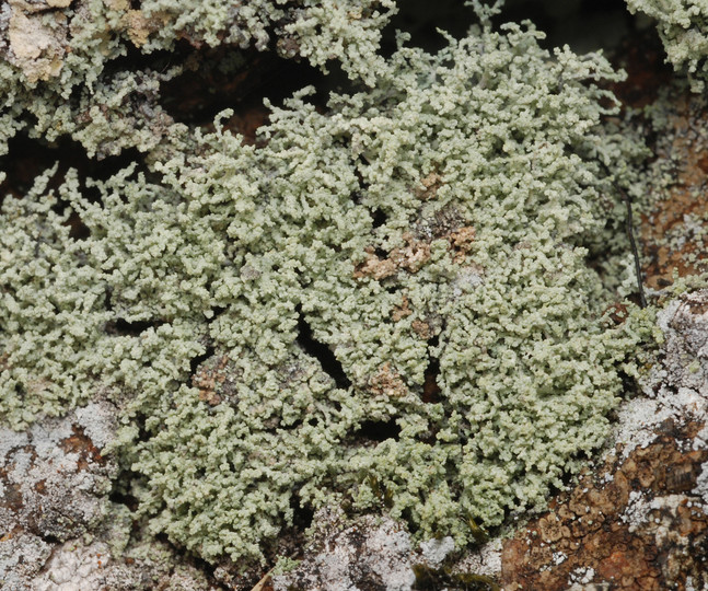 Leprocaulon microscopicum