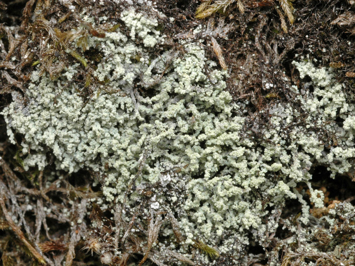 Leprocaulon microscopicum