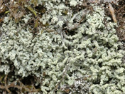 Leprocaulon microscopicum