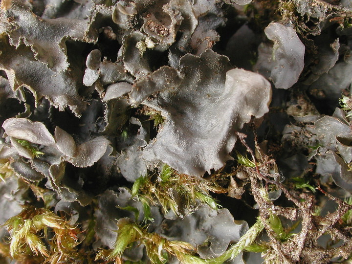 Leptogium cyanescens