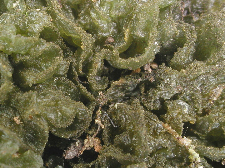 Leptogium brebissonii