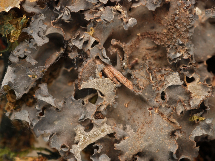 Leptogium hibernicum