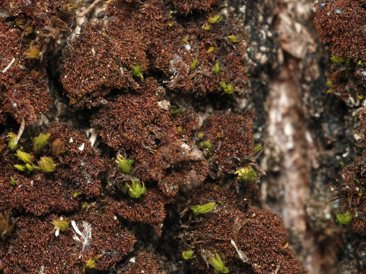 Leptogium teretiusculum