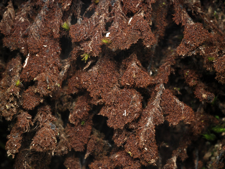 Leptogium teretiusculum