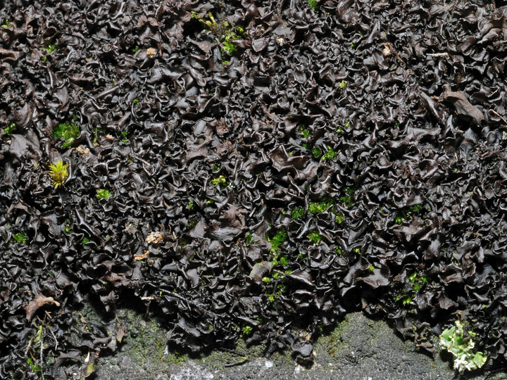 Leptogium palmatum