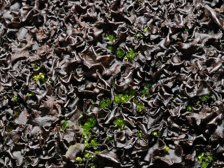 Leptogium palmatum