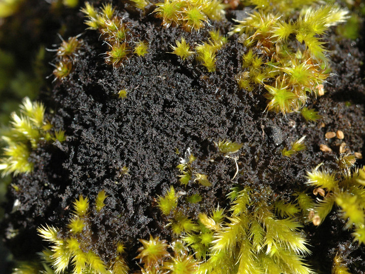 Leptogium lichenoides