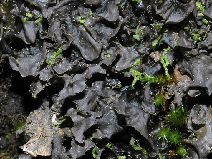 Leptogium cyanescens