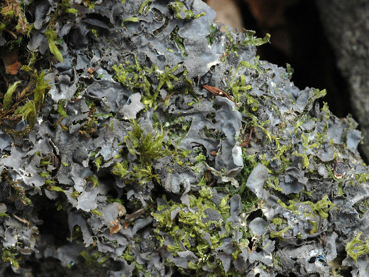 Leptogium cyanescens