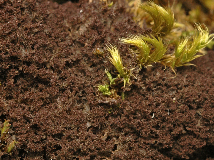 Leptogium lichenoides