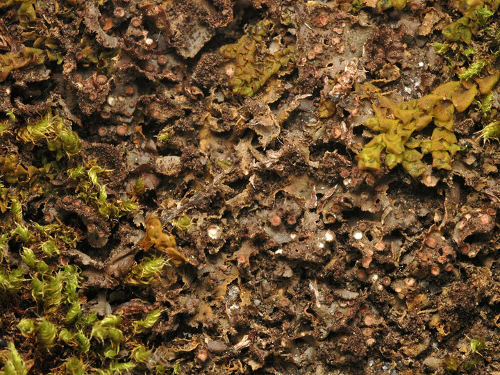 Leptogium magnussonii