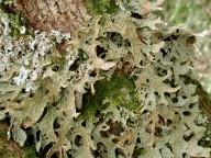 Lobaria pulmonaria