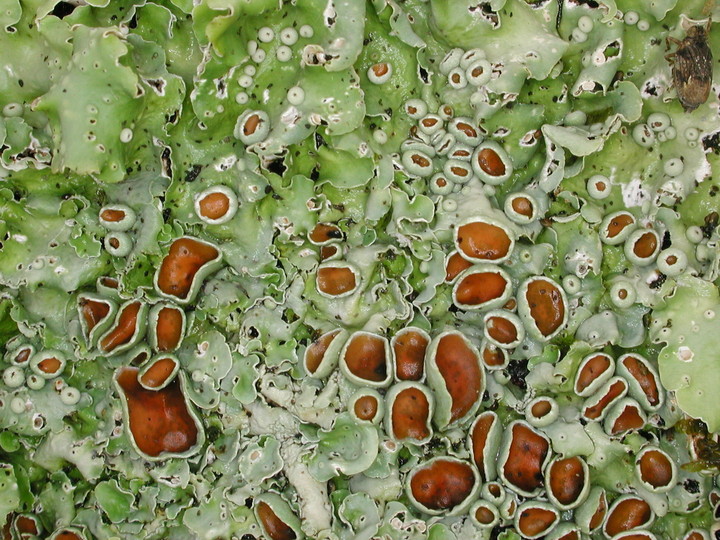 Lobaria sublaevis