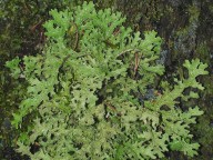 Lobaria macaronesica