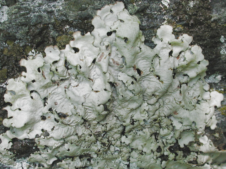 Lobaria amplissima