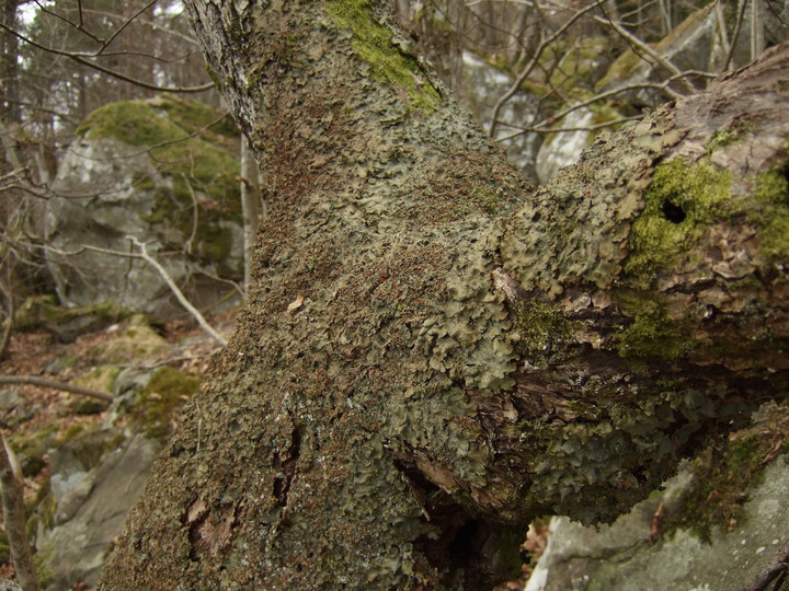 Lobaria virens