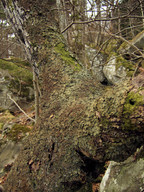 Lobaria virens