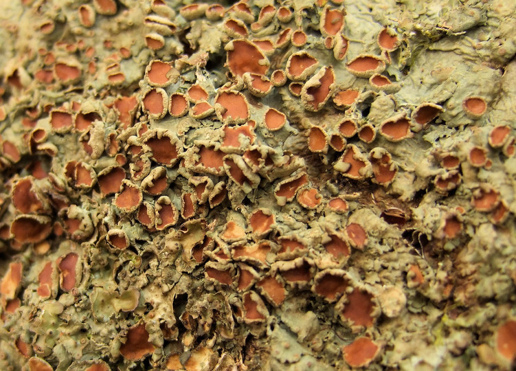 Lobaria virens