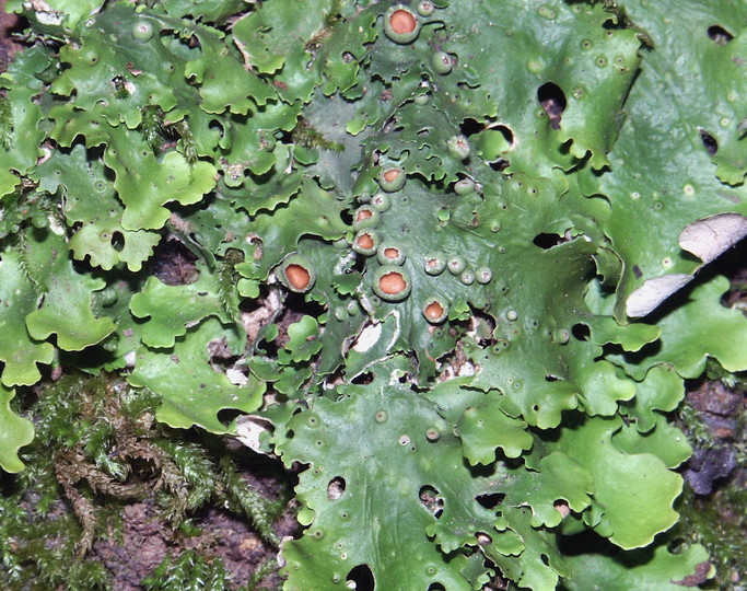 Lobaria virens