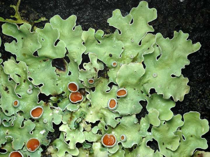 Lobaria sublaevis