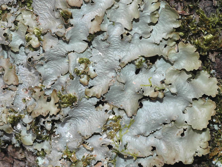 Lobaria virens