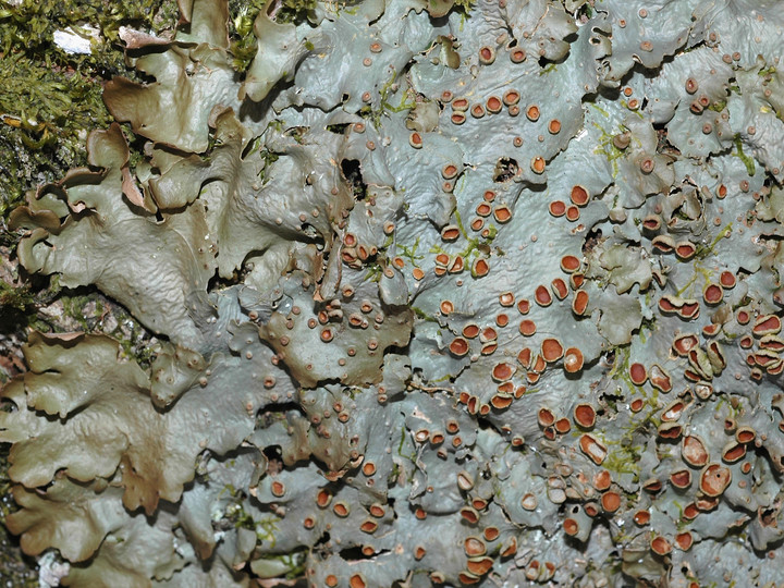 Lobaria virens