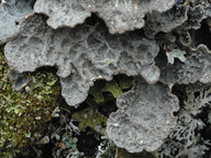 Lobaria scrobiculata