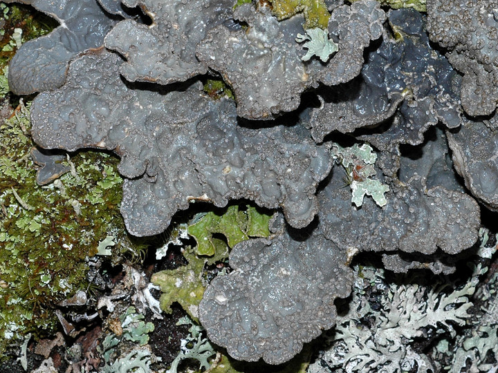 Lobaria scrobiculata