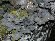 Lobaria scrobiculata