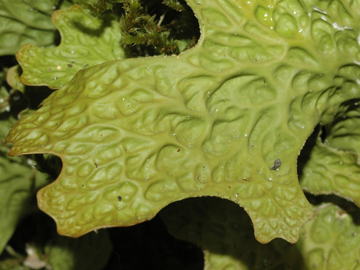 Lobaria pulmonaria