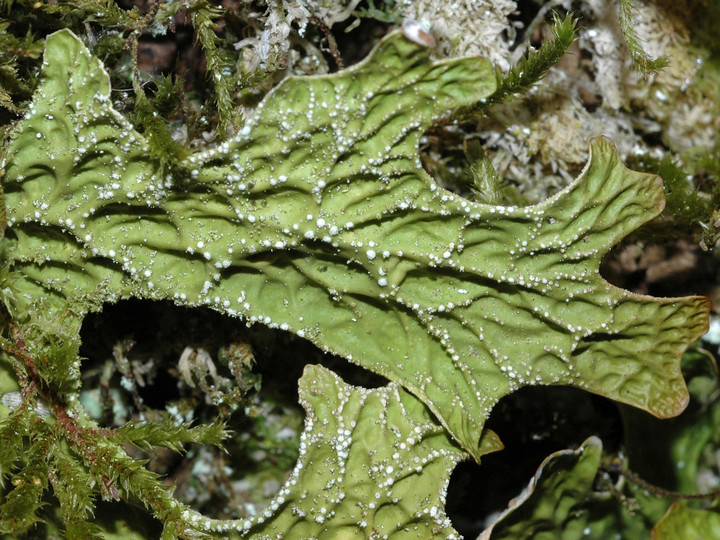 Lobaria pulmonaria