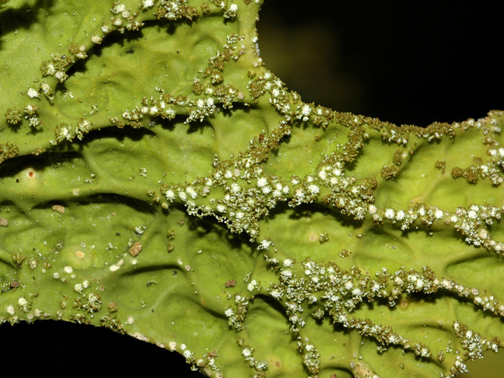 Lobaria pulmonaria