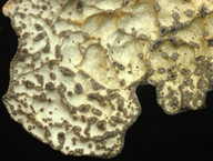 Lobaria scrobiculata