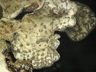 Lobaria scrobiculata