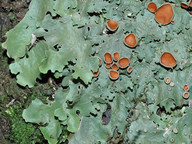 Lobaria virens